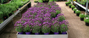 Één van de lavendeltafels, in diverse soorten, kleuren en maten.